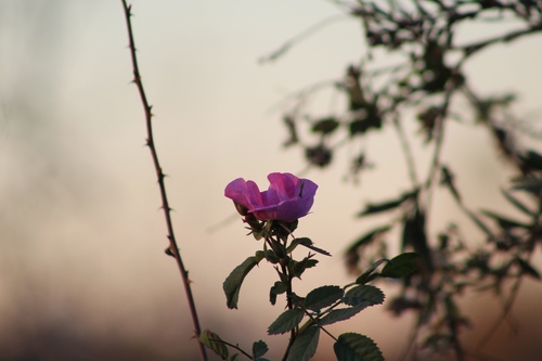 iNaturalist observation photo of California Wild Rose