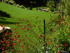 Geum quellyon