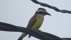 Pitangus sulphuratus