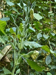 Louteridium donnell-smithii