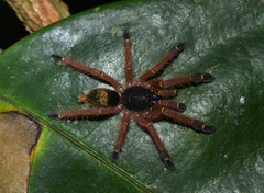 Ephebopus cyanognathus