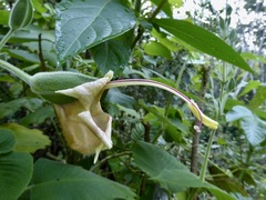 Louteridium donnell-smithii