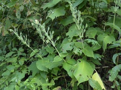 Louteridium donnell-smithii