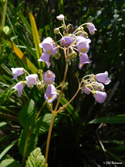 Jovellana punctata