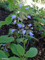 Jovellana punctata