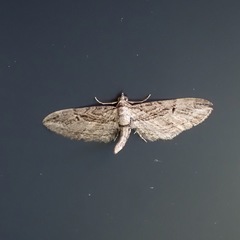 Eupithecia phoeniceata