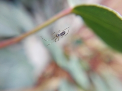 Tetragnatha
