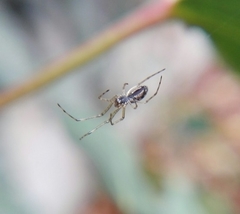 Tetragnatha