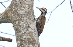 Chloropicus pyrrhogaster