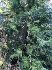 Araucaria columnaris