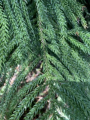 Araucaria columnaris