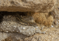Ophisops elegans schlueteri