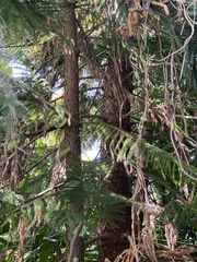 Araucaria columnaris