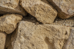 Ophisops elegans schlueteri