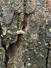 Fungi