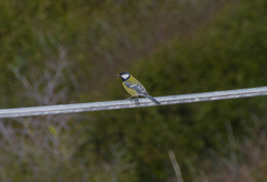 Parus major aphrodite