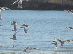 Chroicocephalus philadelphia