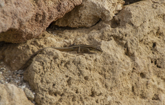 Ophisops elegans schlueteri
