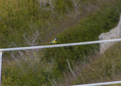 Parus major aphrodite
