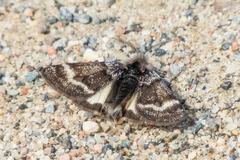 Leucobrephos brephoides