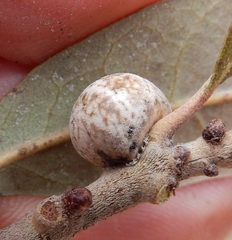 Allokermes cueroensis
