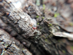 Brachycera