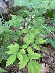 Actaea pachypoda pachypoda