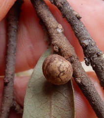 Allokermes cueroensis