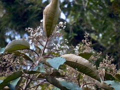 Miconia argentea