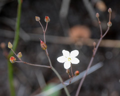 Ornduffia albiflora