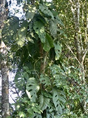 Monstera acuminata