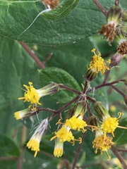 Roldana cristobalensis