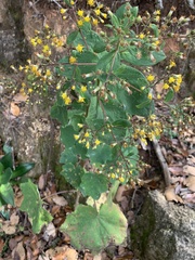 Roldana cristobalensis