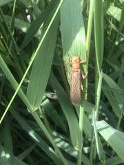 Hesperoperla pacifica