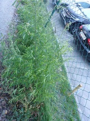 Chenopodium ficifolium