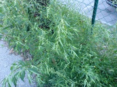 Chenopodium ficifolium