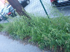 Chenopodium ficifolium