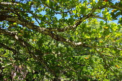 Magnoliopsida