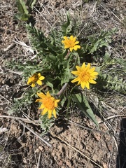 Balsamorhiza serrata