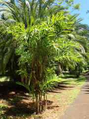 Arecaceae