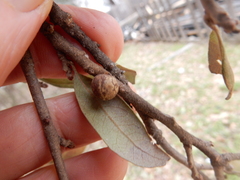 Allokermes cueroensis