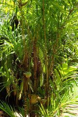 Arecaceae