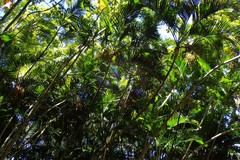 Arecaceae