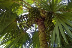 Arecaceae