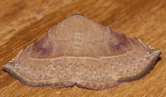 Eublemma brachygonia