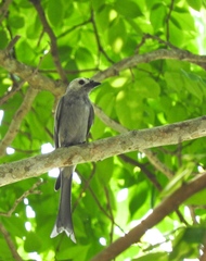 Dicrurus leucophaeus leucogenis