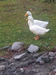 Anas platyrhynchos domesticus