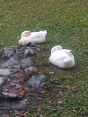 Anas platyrhynchos domesticus