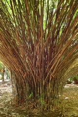Bambuseae