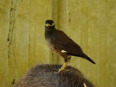Acridotheres tristis